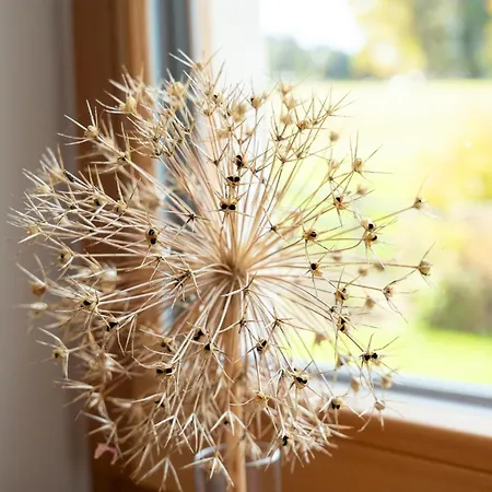 Nest * Sankt Wolfgang im Salzkammergut