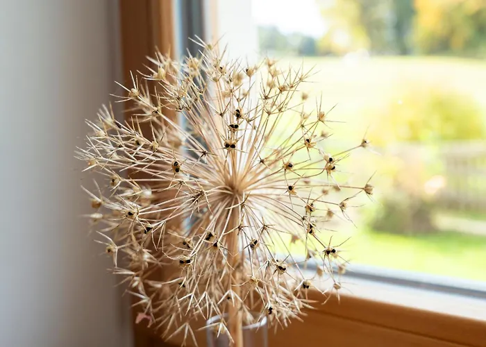 Nest * Saint Wolfgang